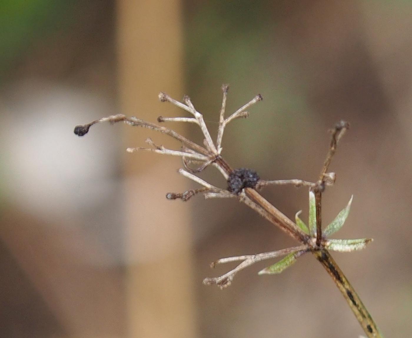 Bedstraw, Lady's fruit